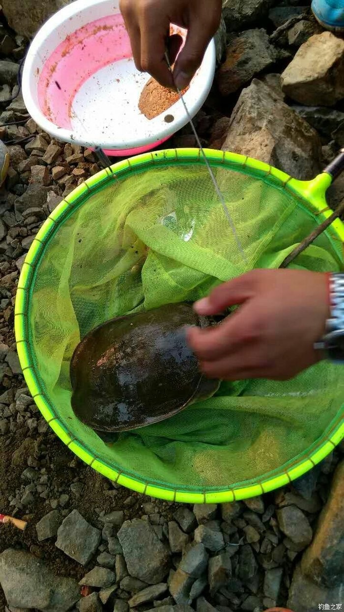 新鮮的夜鱗鯛魚_新鮮的夜鱗鯛魚魚點_新鮮的夜麟鯛魚