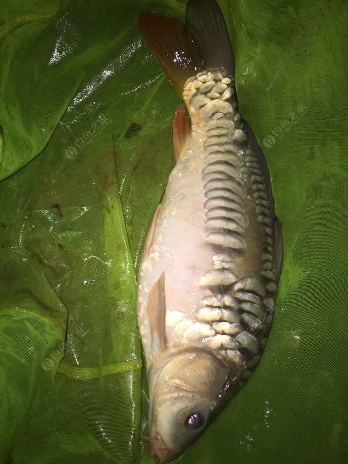 新鮮的夜麟鯛魚_新鮮的夜鱗鯛魚_新鮮的夜鱗鯛魚魚點