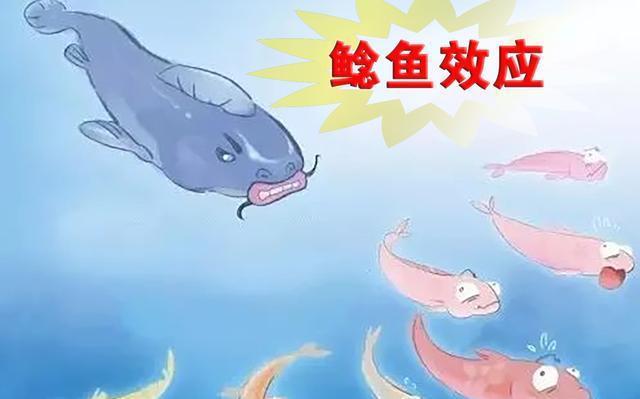 效應鯰魚效應_鯰魚效應吧_鯰魚效應