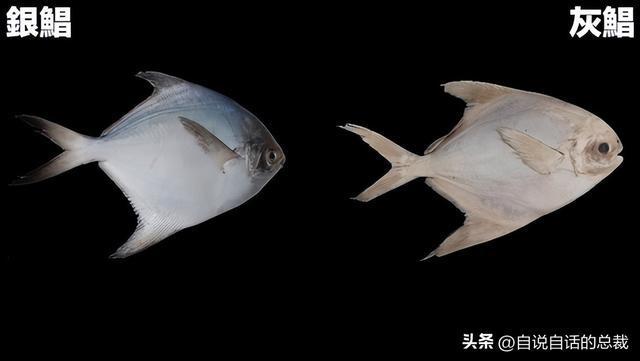鯧魚價格_鯧魚的價格平時是多少_鯧魚市場價