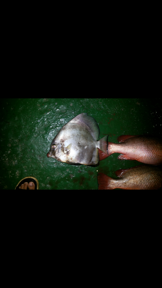 鯧魚的價格平時是多少_鯧魚價格_鯧魚市場價