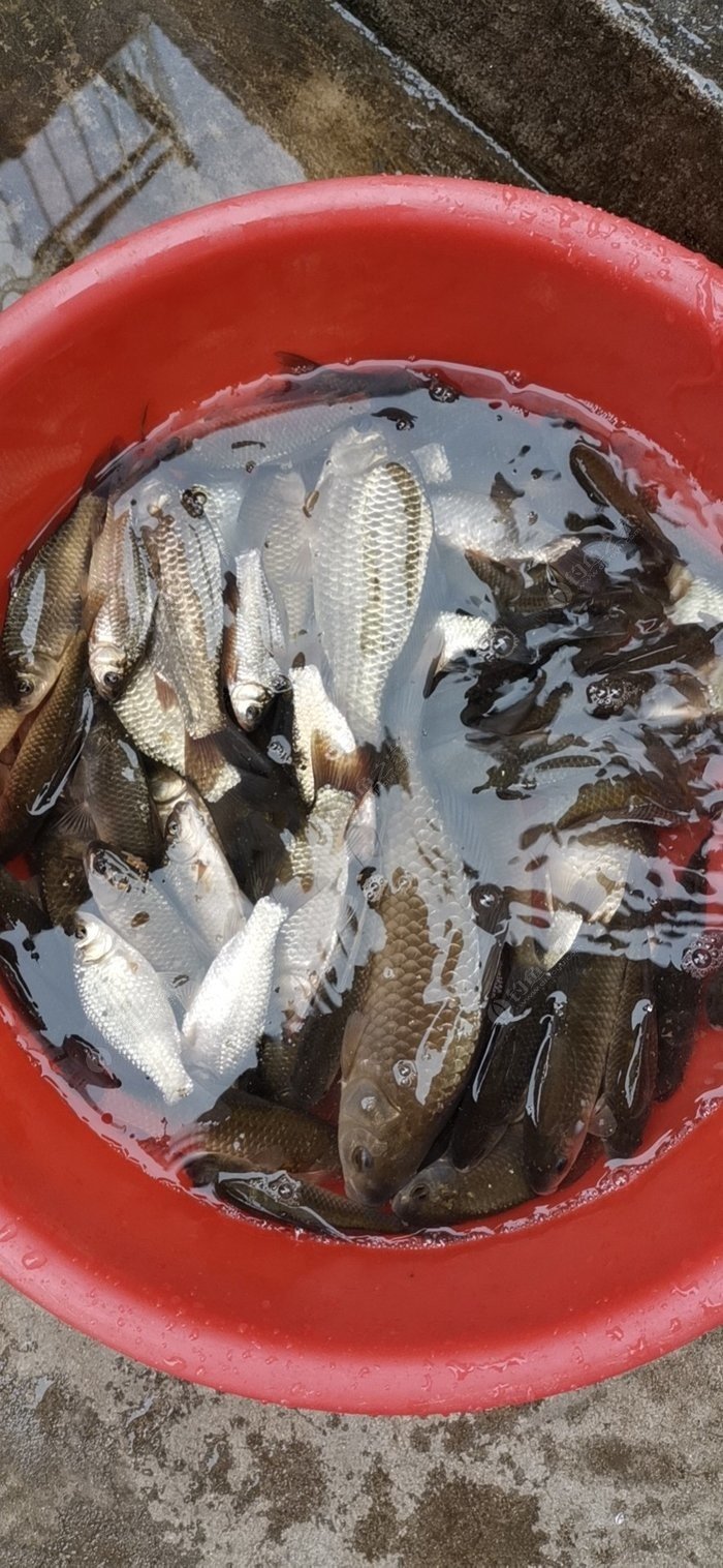 釣魚天氣預報_釣魚天氣_釣魚天氣預報專業版