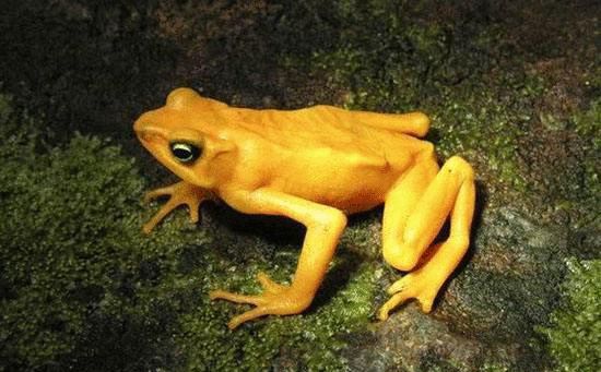 人類已知動物有多少種_對人類有益的動物_哪些動物是人類的