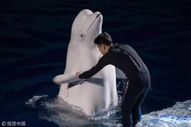 對人類有益的動物_人類的有益動物_人類擁有動物的能力