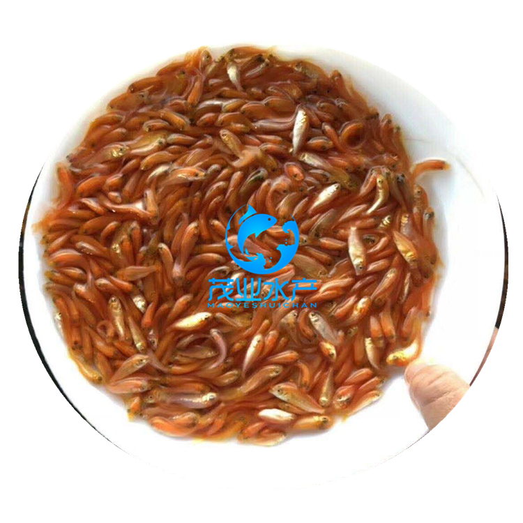 鰱魚怎樣做好吃_鰱魚_鰱魚頭怎么做好吃