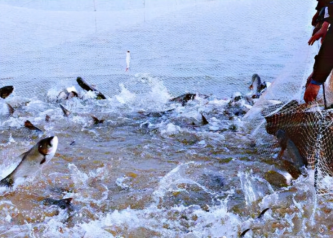 鰱魚頭怎么做好吃_鰱魚_鰱魚怎樣做好吃
