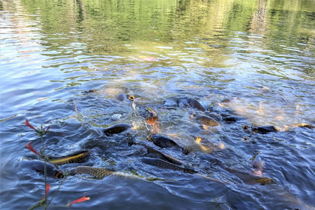 鰱魚頭怎么做好吃_鰱魚_鰱魚怎樣做好吃