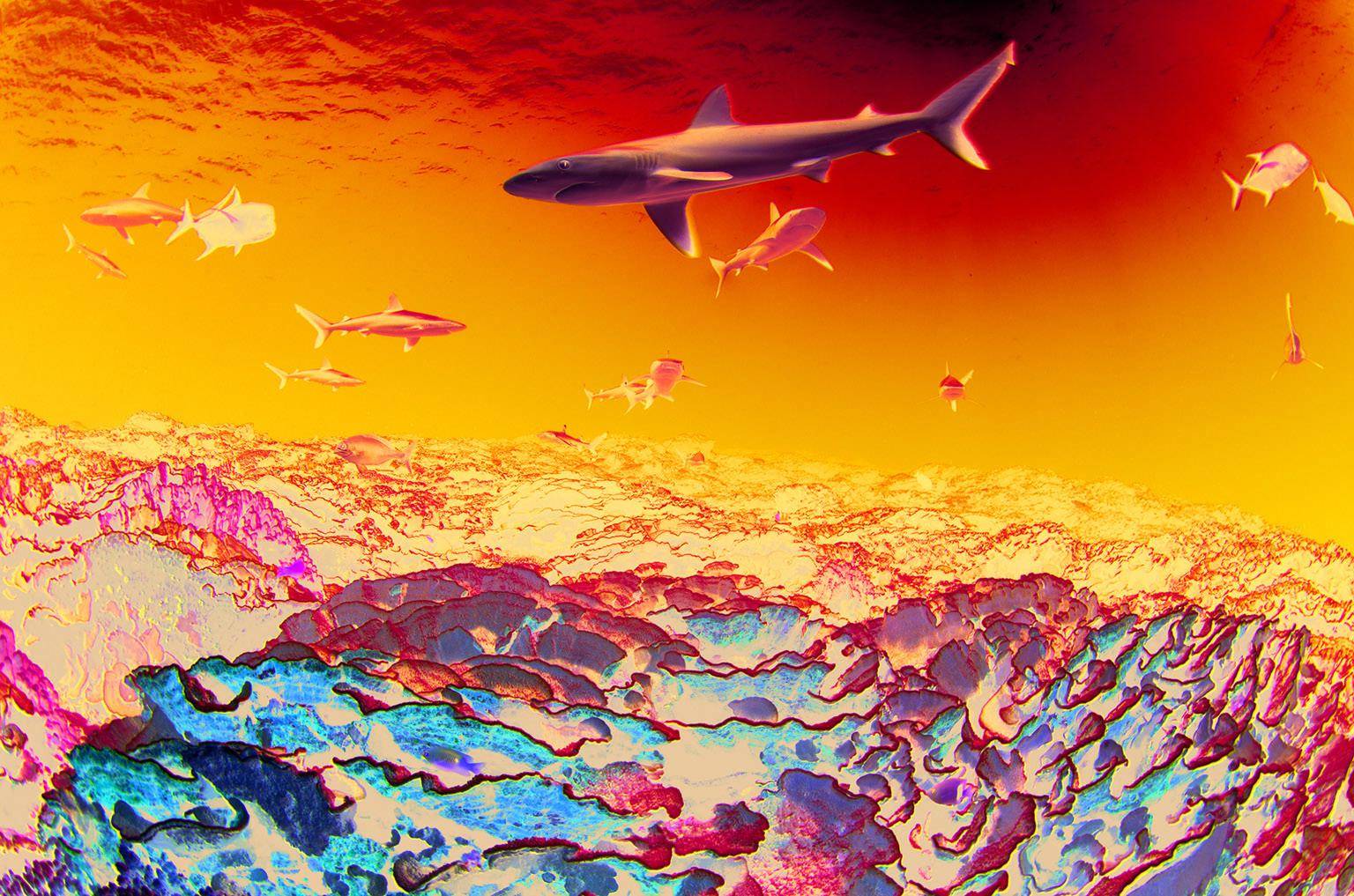 海釣大魚視頻_海釣論壇_海釣