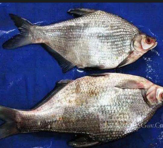 鰱魚_鰱魚頭怎么做好吃_鰱魚怎樣做好吃