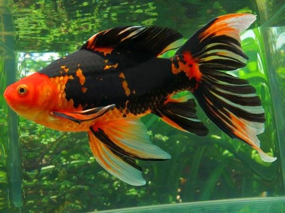 紅鯽魚_鯽魚紅蘿卜湯的功效_鯽魚紅棗湯的功效
