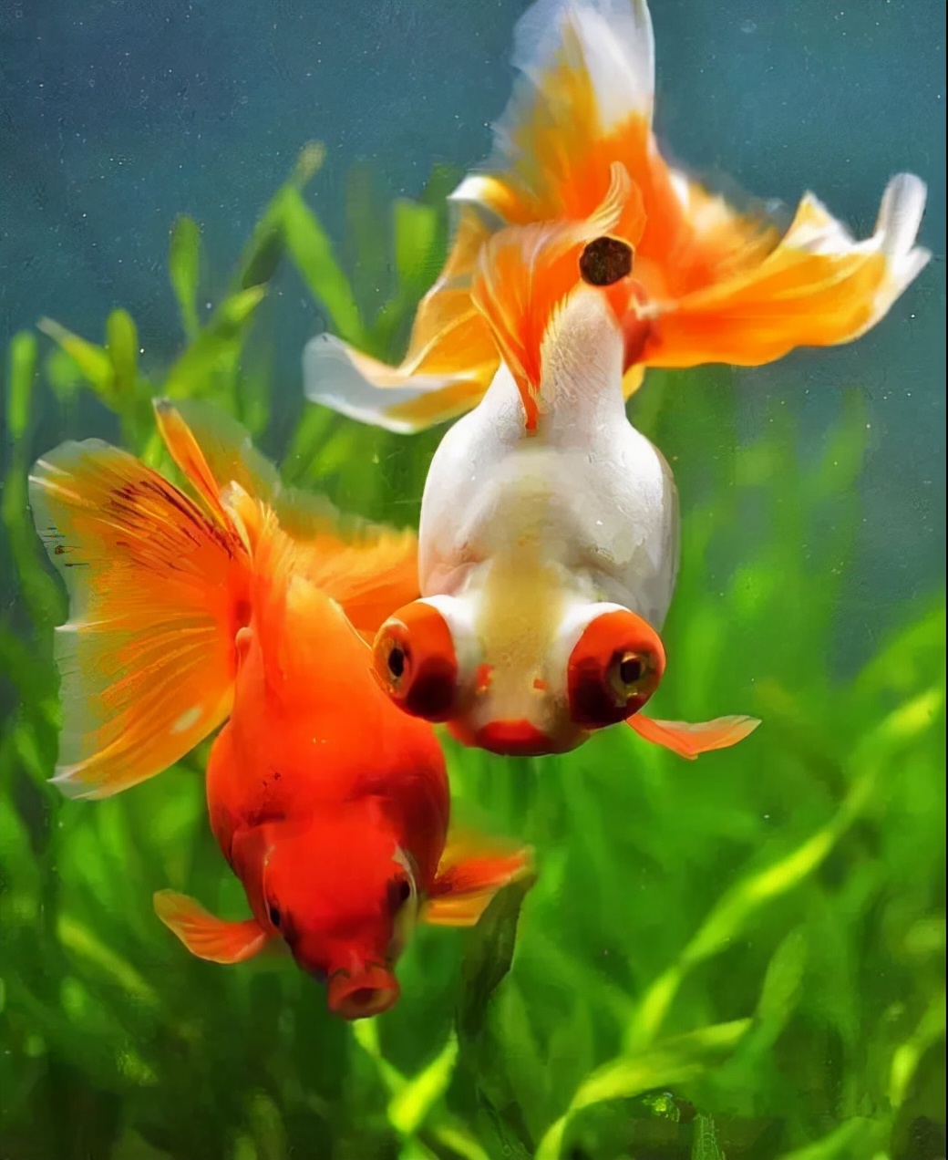 鯽魚紅蘿卜湯的功效_紅鯽魚_鯽魚紅棗湯的功效