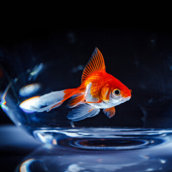 紅鯽魚_鯽魚紅蘿卜湯的功效_鯽魚紅燒怎么做好吃又簡單