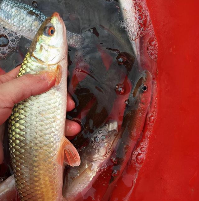 青魚和草魚的區別_區別草魚青魚還是紅魚_草魚和青魚是一個品種嗎