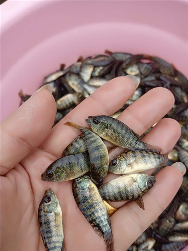 羅非魚多少錢一斤_了羅非魚_羅非魚值錢嗎