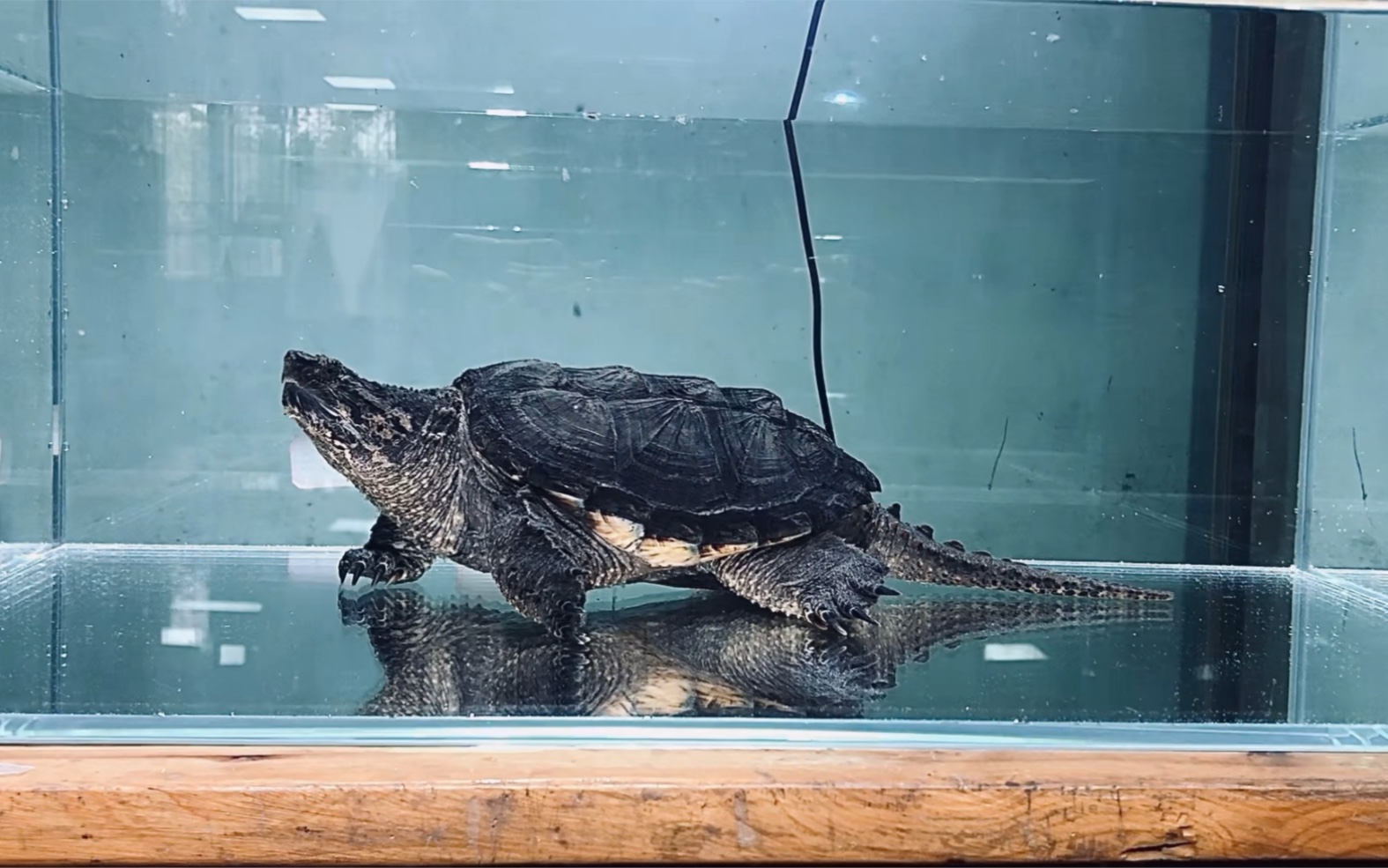 飼養鱷龜的正確方法_鱷龜的飼養_飼養鱷龜的前景如何