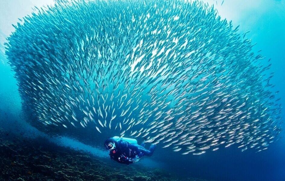 鯰魚效應_效應鯰魚效應_鯰魚效應中公
