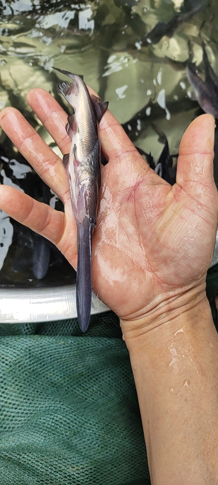 魚鴨嘴村_鴨嘴魚價格_鴨嘴魚
