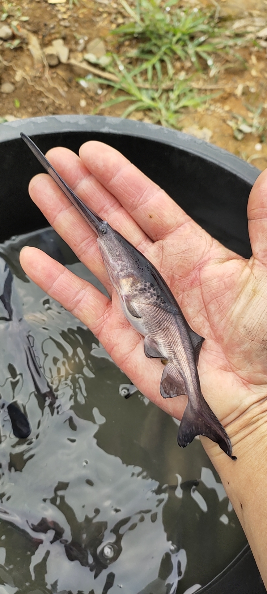 鴨嘴魚價格_鴨嘴魚_魚鴨嘴村