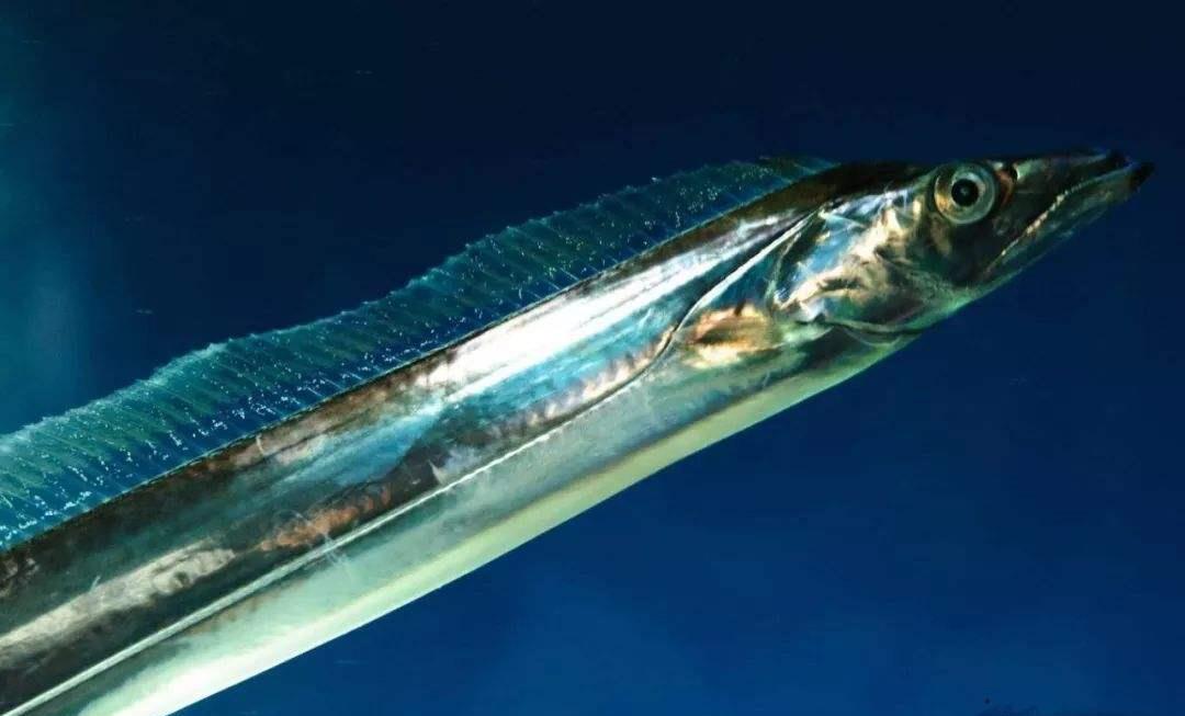 深海魚帶魚是淡水魚嗎_帶魚深海_帶魚是深海魚嗎
