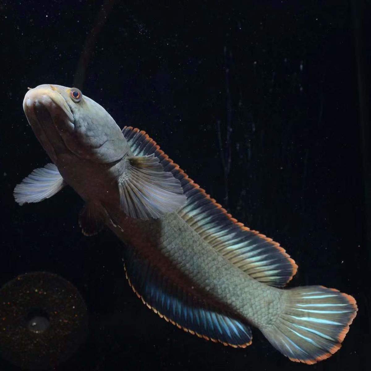七彩雷龍魚飼養方法_七彩雷龍_七彩雷龍水溫多少合適