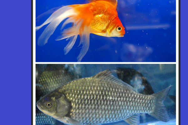 金魚品種排行_金魚品種大全及圖解_金魚品種