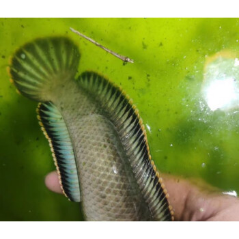 七彩雷龍魚能和什么魚混養_七彩雷龍水溫多少合適_七彩雷龍