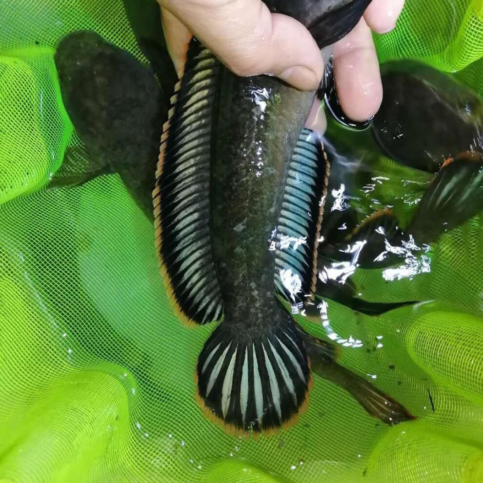 七彩雷龍水溫多少合適_七彩雷龍_七彩雷龍魚能和什么魚混養