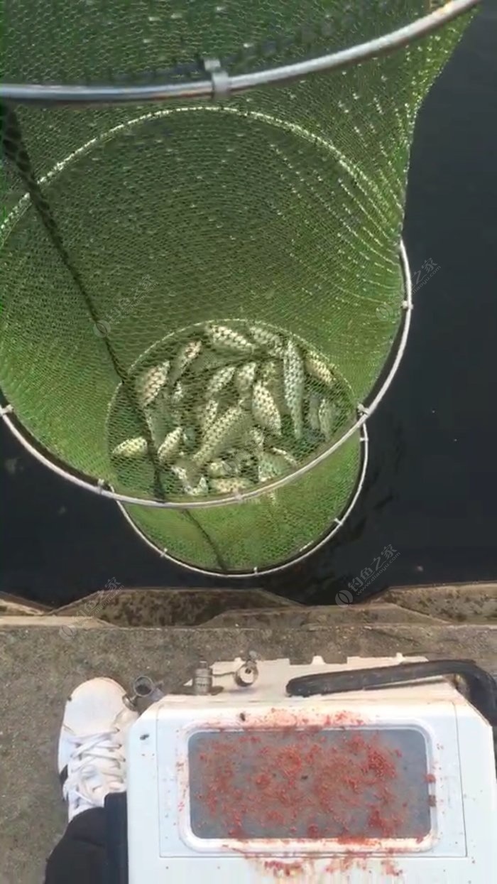 鯽魚技巧野釣視頻教程_野釣鯽魚技巧_野釣鯽魚釣法
