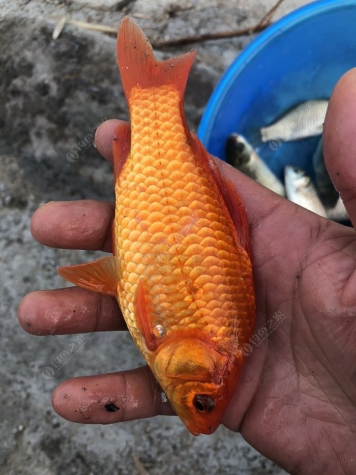 鯽魚技巧野釣視頻_野釣鯽魚技巧_鯽魚野釣方法