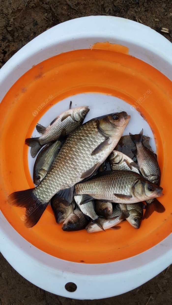 野釣鯽魚技巧_鯽魚技巧野釣視頻教程_鯽魚技巧野釣視頻