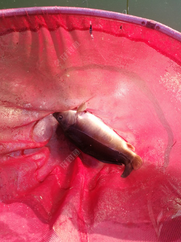 水庫手竿釣魚技巧_手竿水庫釣大魚視頻_水庫釣大魚視頻高清