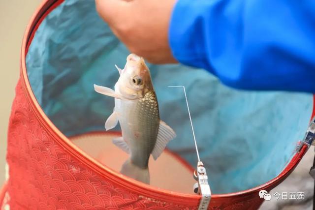野釣鯽魚釣法_野釣鯽魚技巧_鯽魚技巧野釣圖解