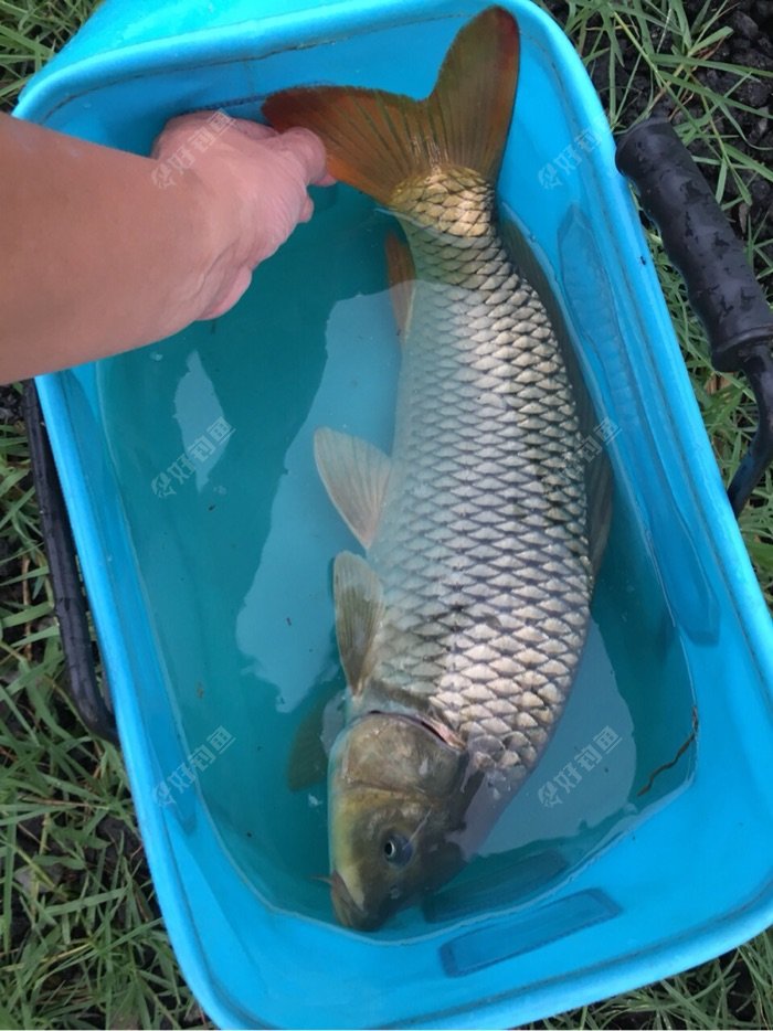 野釣鯽魚釣法_野釣鯽魚技巧_鯽魚技巧野釣圖解
