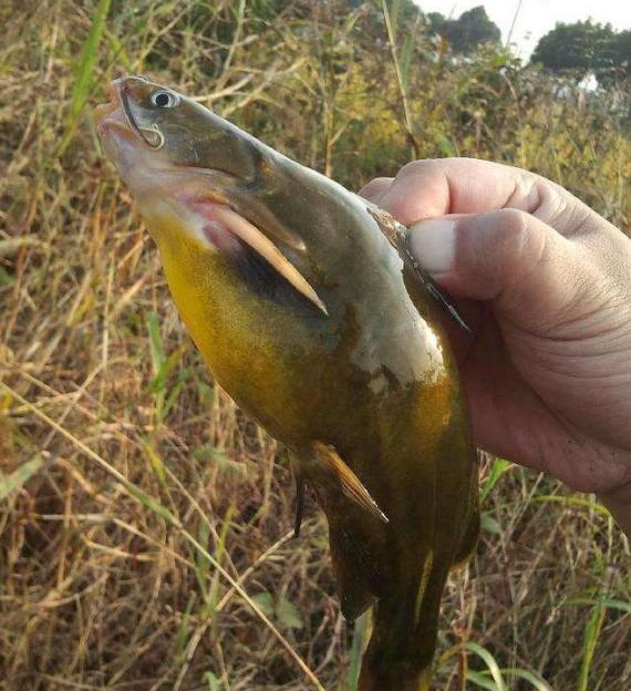 釣鯉魚用哪種鉤型好_釣鯉魚用鉤選擇_釣鯉魚用幾號鉤比較好