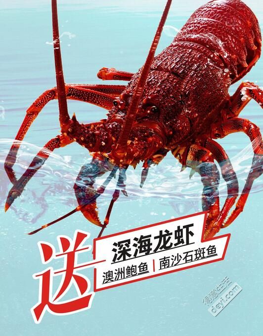 澳洲大龍蝦多少錢一斤_澳洲大龍蝦現在什么價錢_澳州大龍蝦