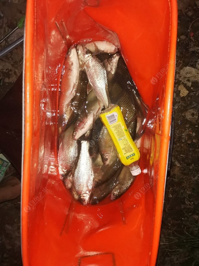 化紹新釣魚口訣_化紹新釣魚視頻_釣魚大師化紹新釣魚視頻大全