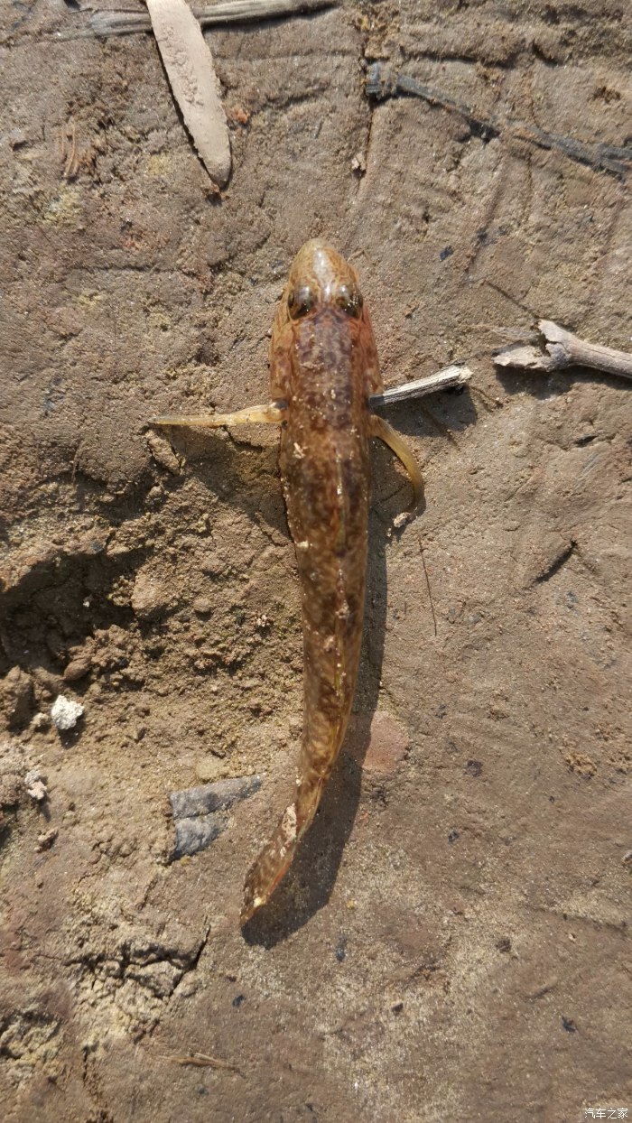 洪湖釣魚網_洪湖釣魚網_洪湖釣魚網