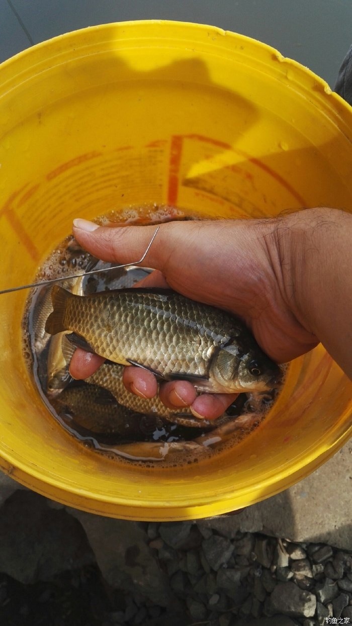 鯽魚野釣方法_鯽魚技巧野釣視頻_野釣鯽魚技巧