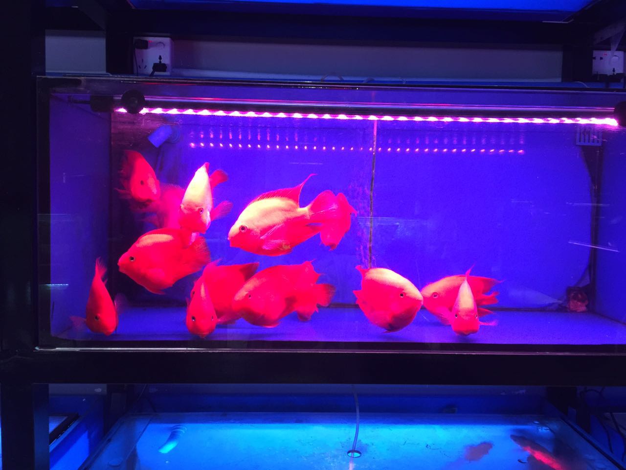 十大養不死的淡水魚_死水養魚_淡水魚死了還能吃嗎
