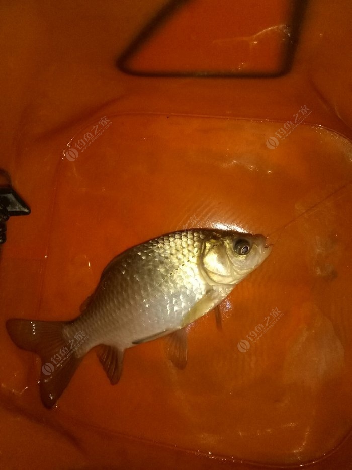 釣鯉魚調漂的正確方法視頻_釣鯉魚怎么調漂最好_釣鯉魚調漂怎么調