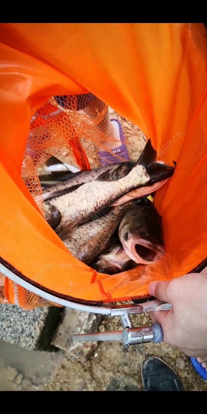 釣鰱鳙魚技巧有哪些_鰱鳙釣_釣技巧鰱鳙魚有什么用