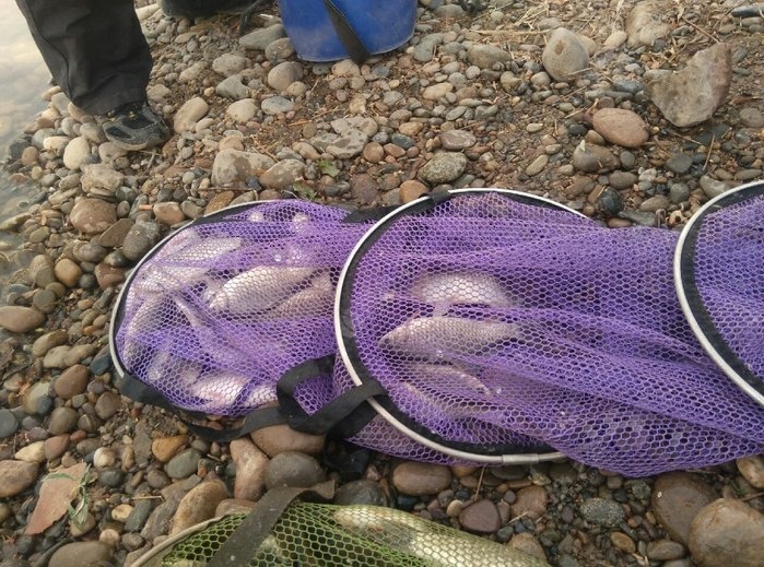 釣鯉魚方法詳解_釣鯉魚方法排行_釣鯉魚最快的方法