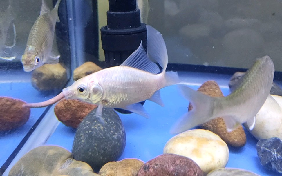 金魚吃什么食最好_金魚吃什么食物_金魚食物吃多了會死嗎