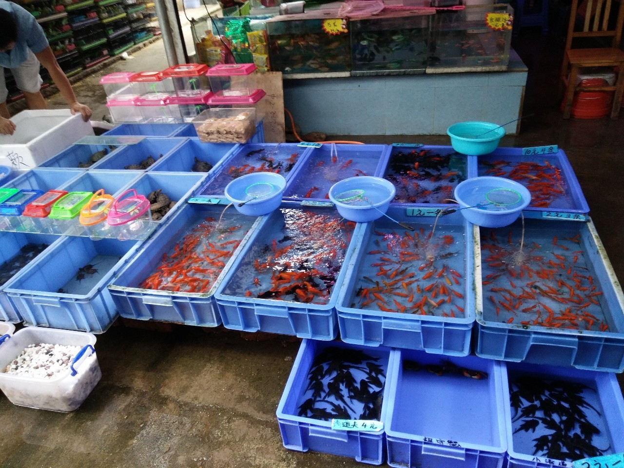 金魚食物吃多了會死嗎_金魚吃什么食最好_金魚吃什么食物