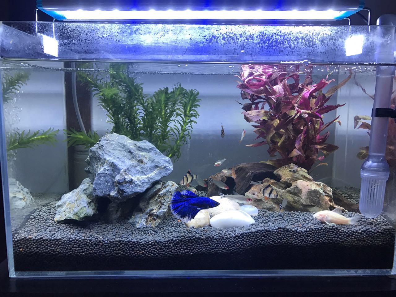 金魚食物吃多了會死嗎_金魚吃什么食最好_金魚吃什么食物