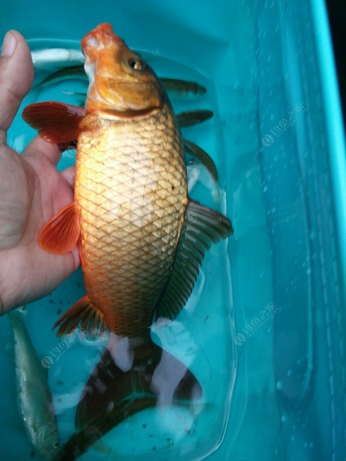 釣鯉魚方法和技巧_釣鯉魚最快的方法_釣鯉魚方法排行