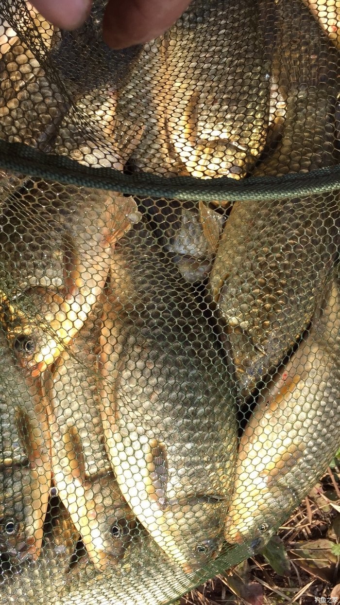 海釣釣組圖解_海釣圖志_海釣魚圖鑒