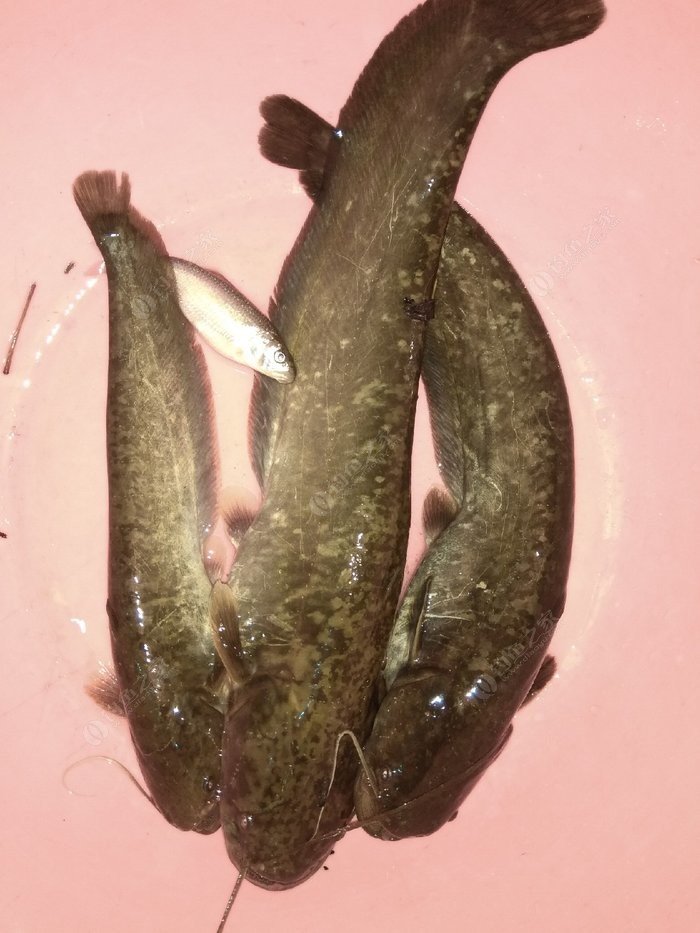 釣鯰魚口訣_釣鯰魚的技巧和方法及注意事項_釣事項鯰魚技巧注意方法有哪些