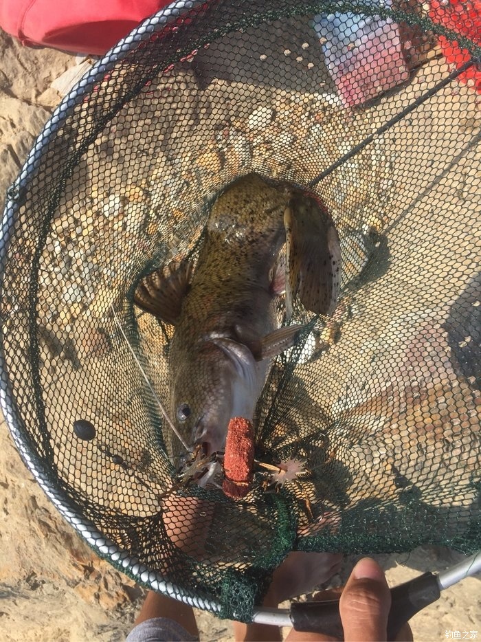 釣鯰魚的技巧和方法及注意事項_釣鯰魚口訣_釣事項鯰魚技巧注意方法有哪些