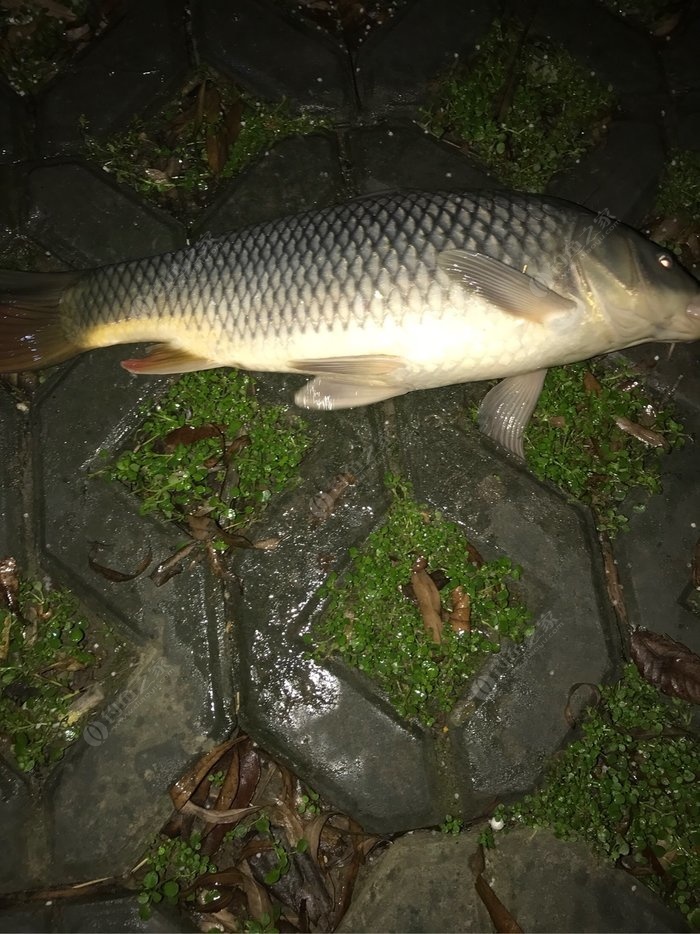 冬季如何在水庫釣大鯽魚到15℃的陰天釣鯽魚